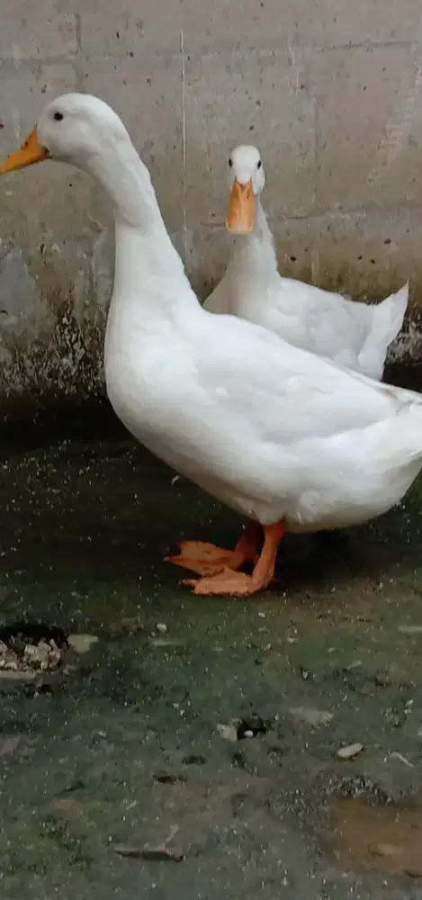 Bebek Peking sepasang