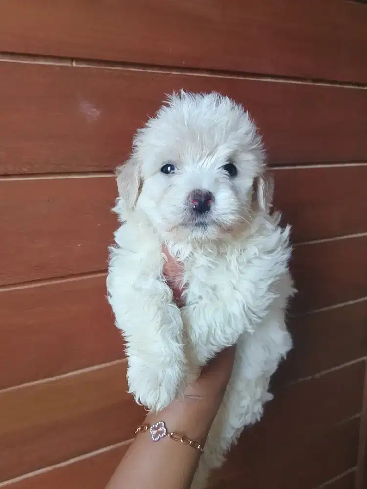 Puppy Betyna usia 2 bulan poodle mix