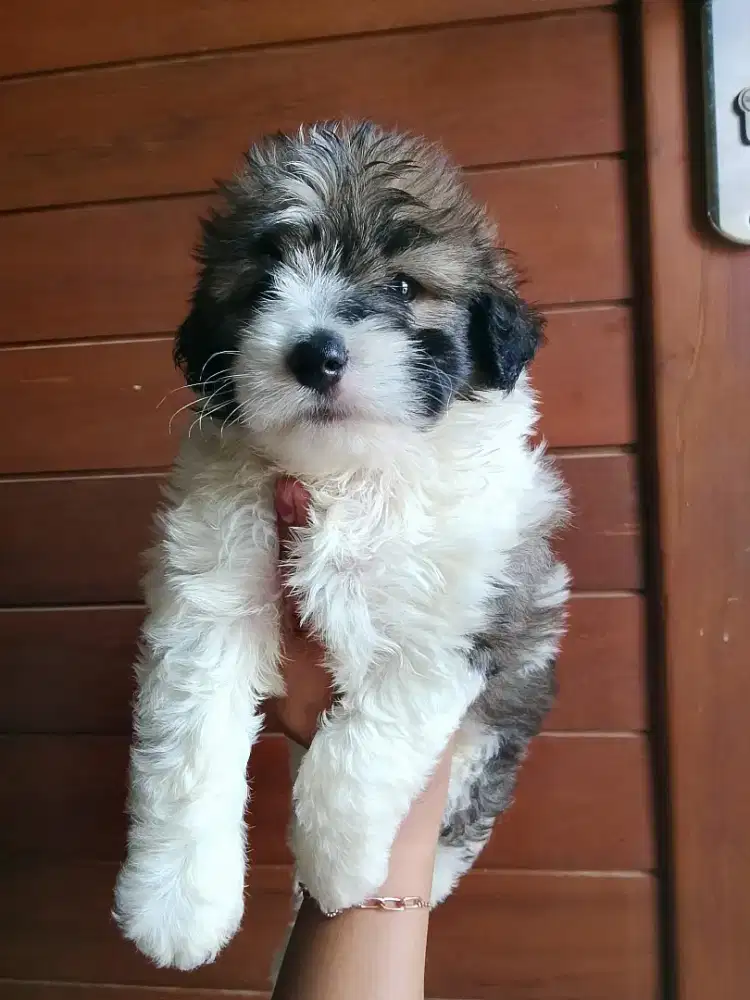 Puppy jantan poodle mix