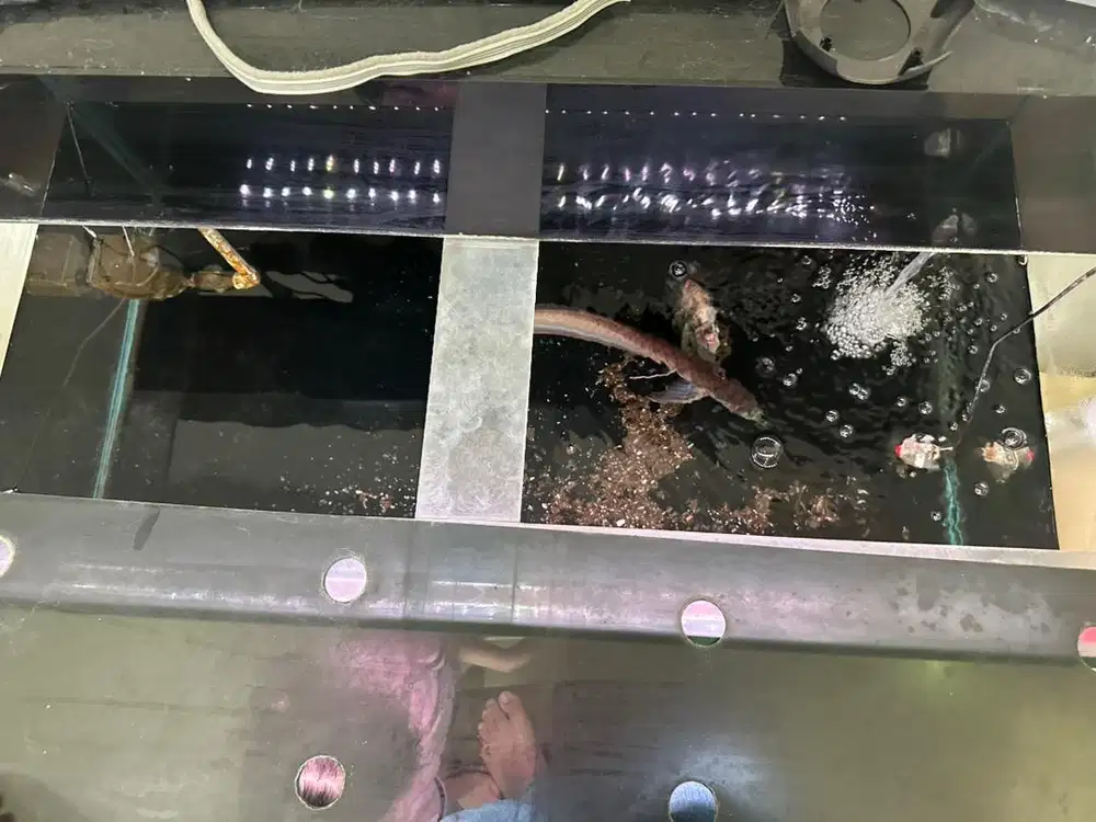Dijual cepat aquarium