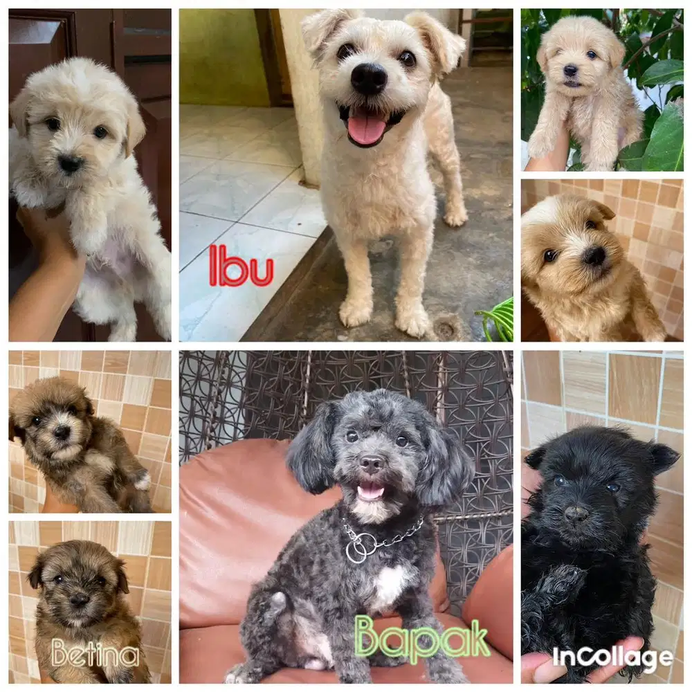 Di jual Maltipoo
