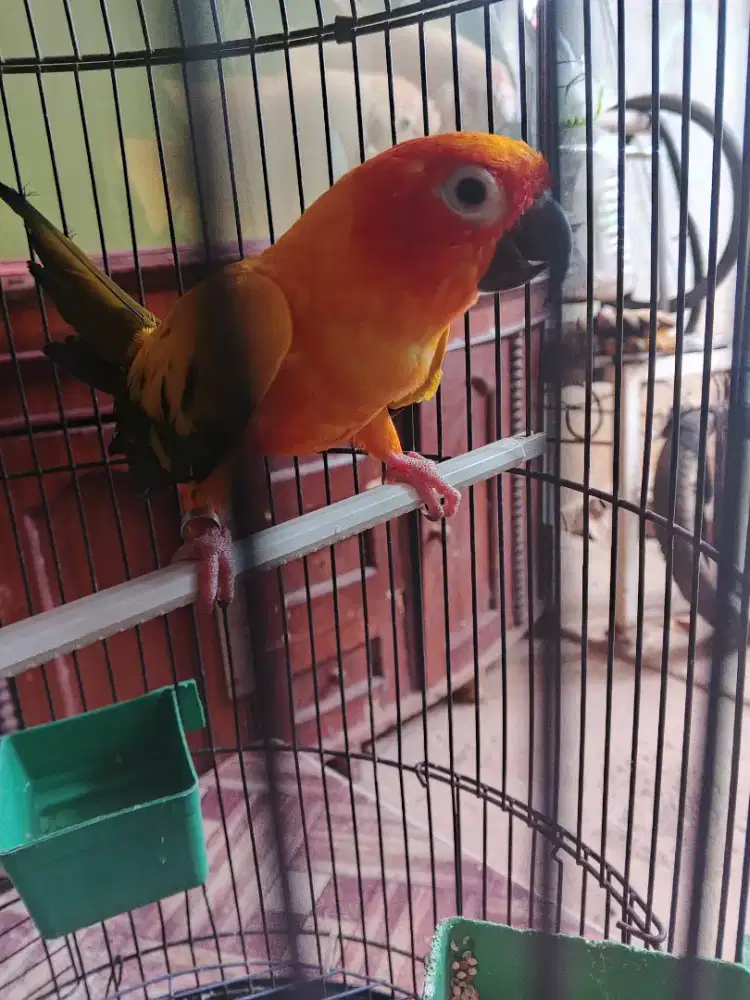Burung Sunconure dewasa minus