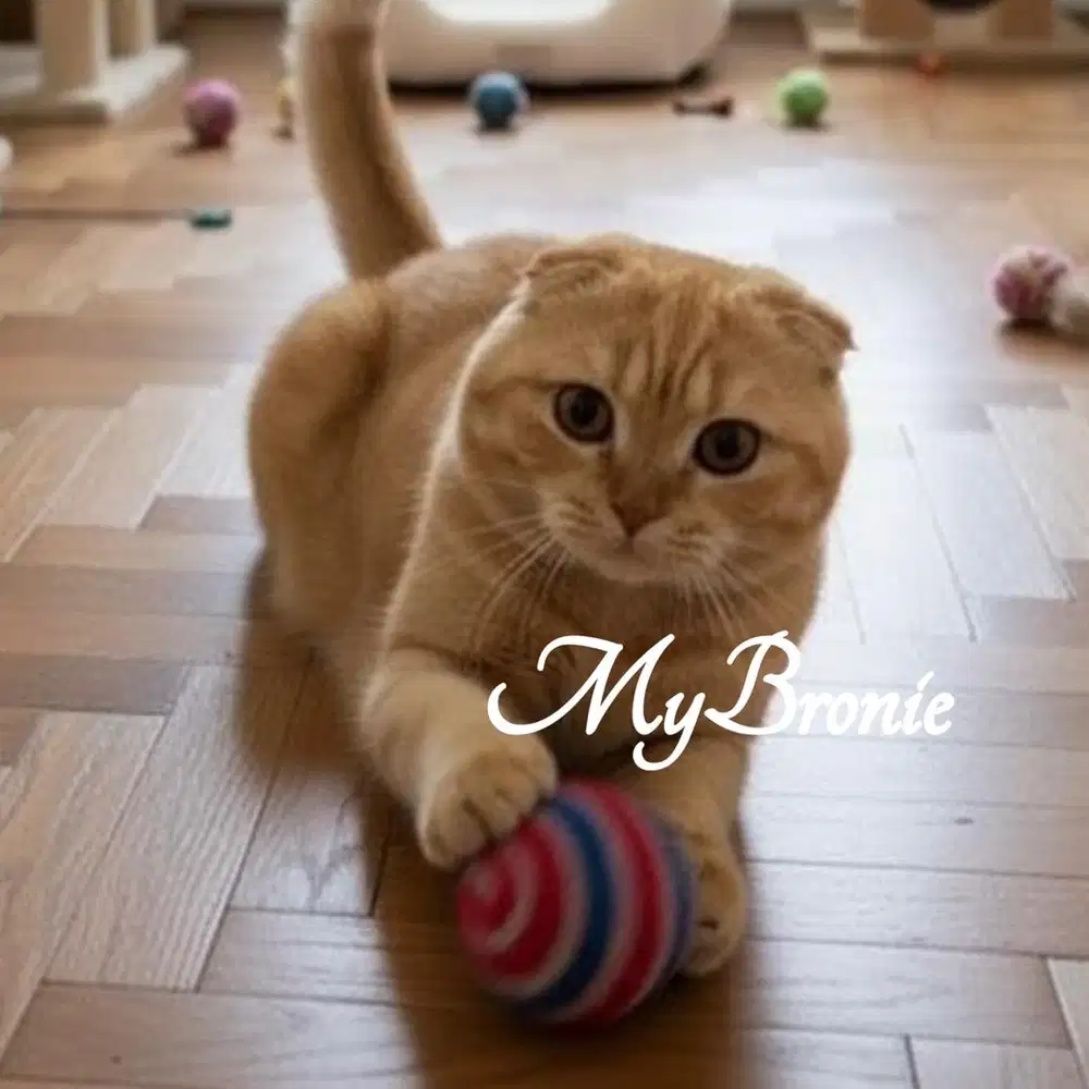 Kucing scottish fold red jantan