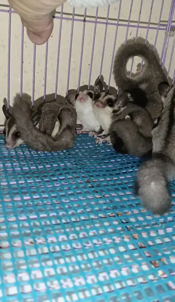 Sugar glider joey 1.5 bulan jantan betina