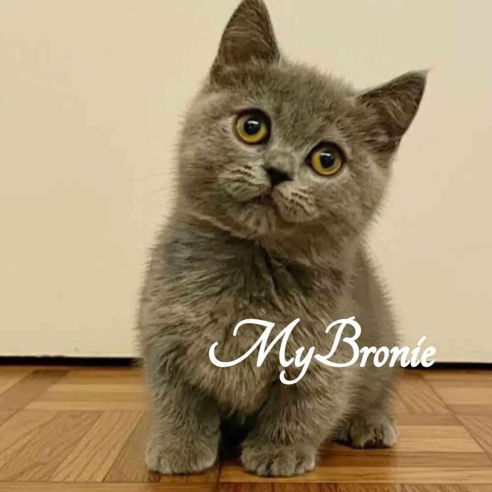 Kucing munchkin British 3 bulan