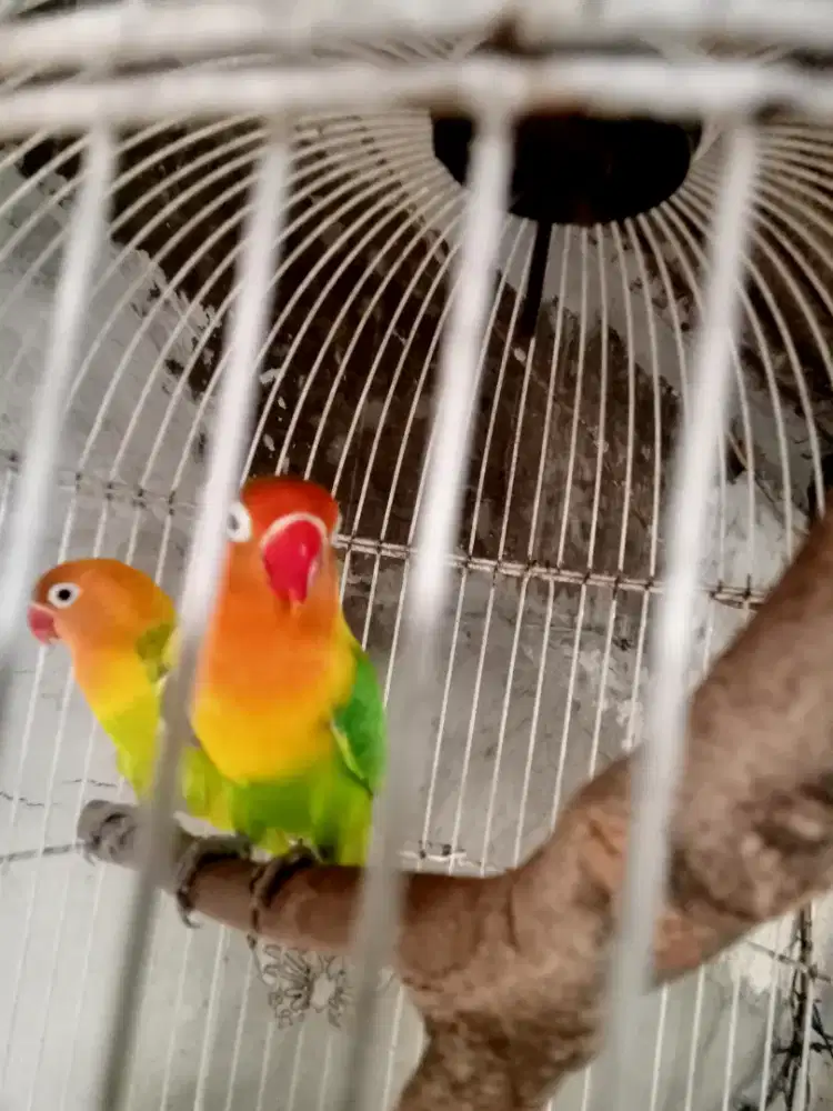 Love bird warna nilai sendiri