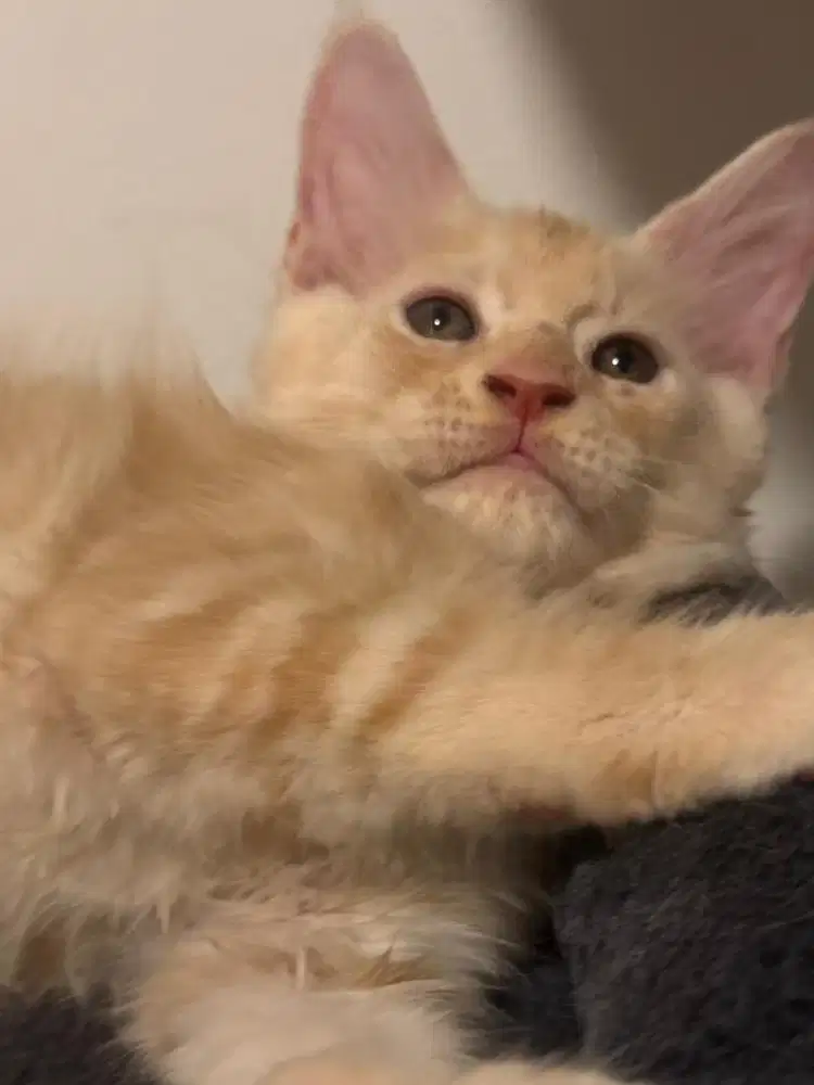 Pure Mainecoon Kitten