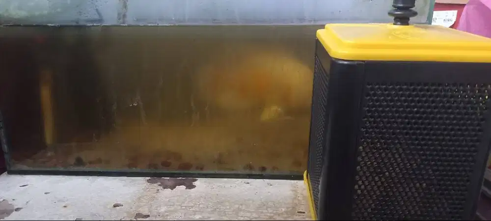 Aquarium + Pompa FIlter+ Ikan Oscar + Tempat Pakan
