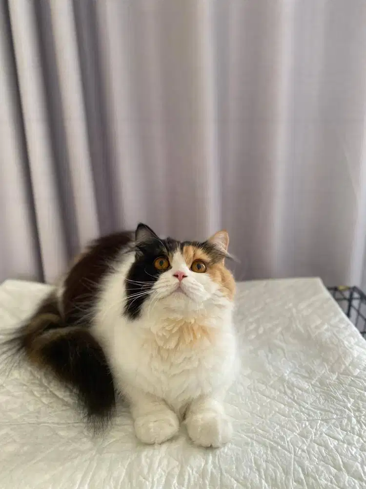 British Short Hair Calico