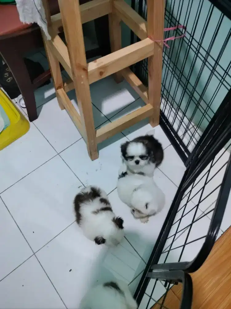 mini shihtzu good quality