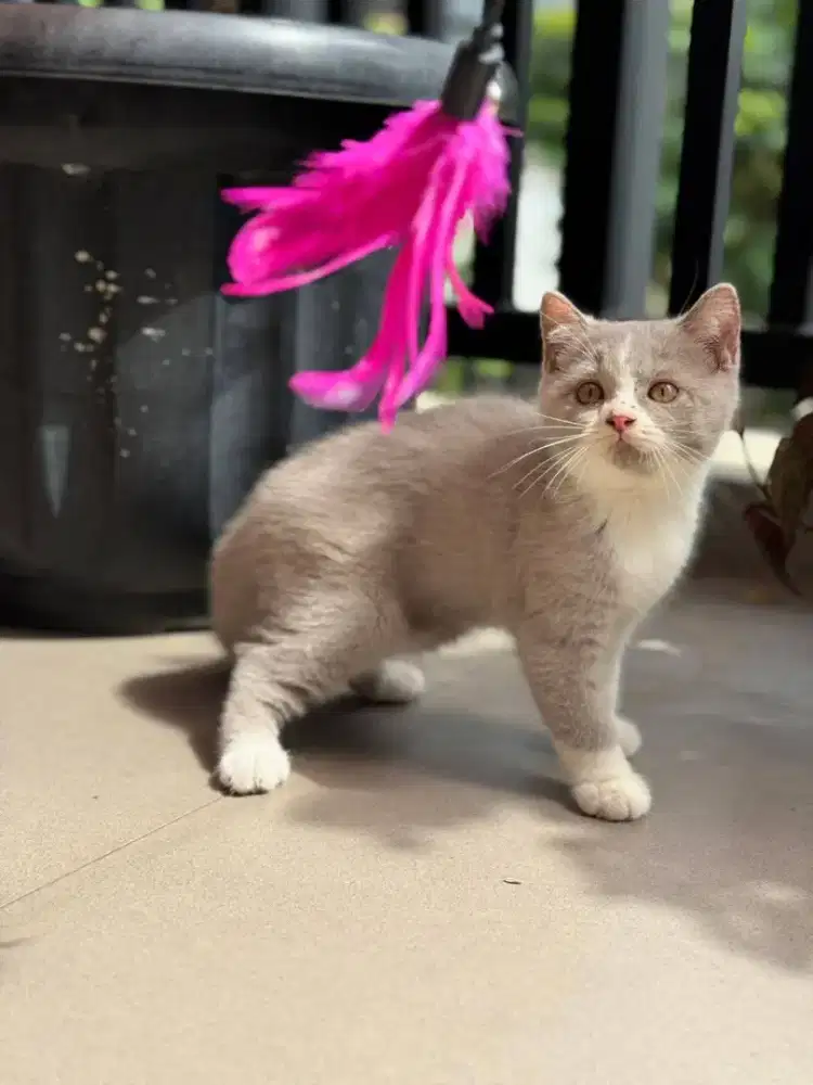 Kucing British shorthair/kucing BSH bicolor fawn/Brittish jantan