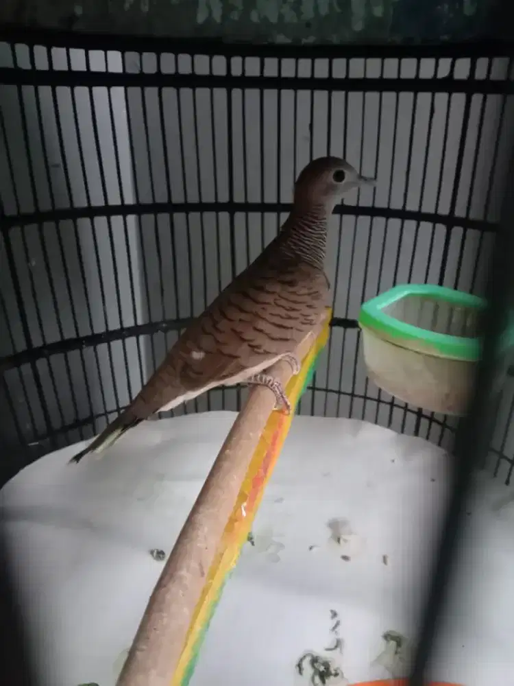 Burung perkutut lokal alam