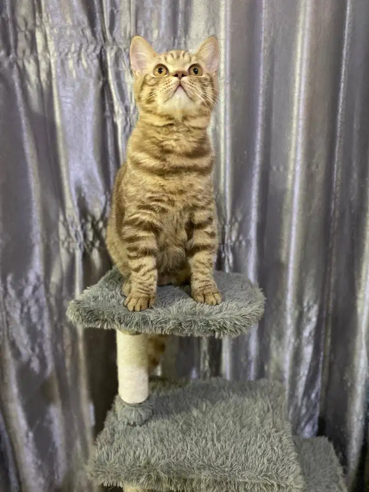 British Short Hair Cinnamon Tabby