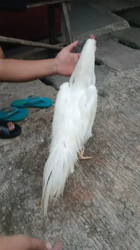 ayam bangkok putih polos usia 6 bulan
