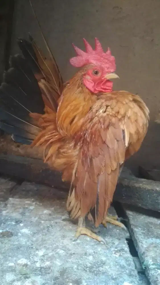 Ayam serama ori postur kecil sepasang produksi