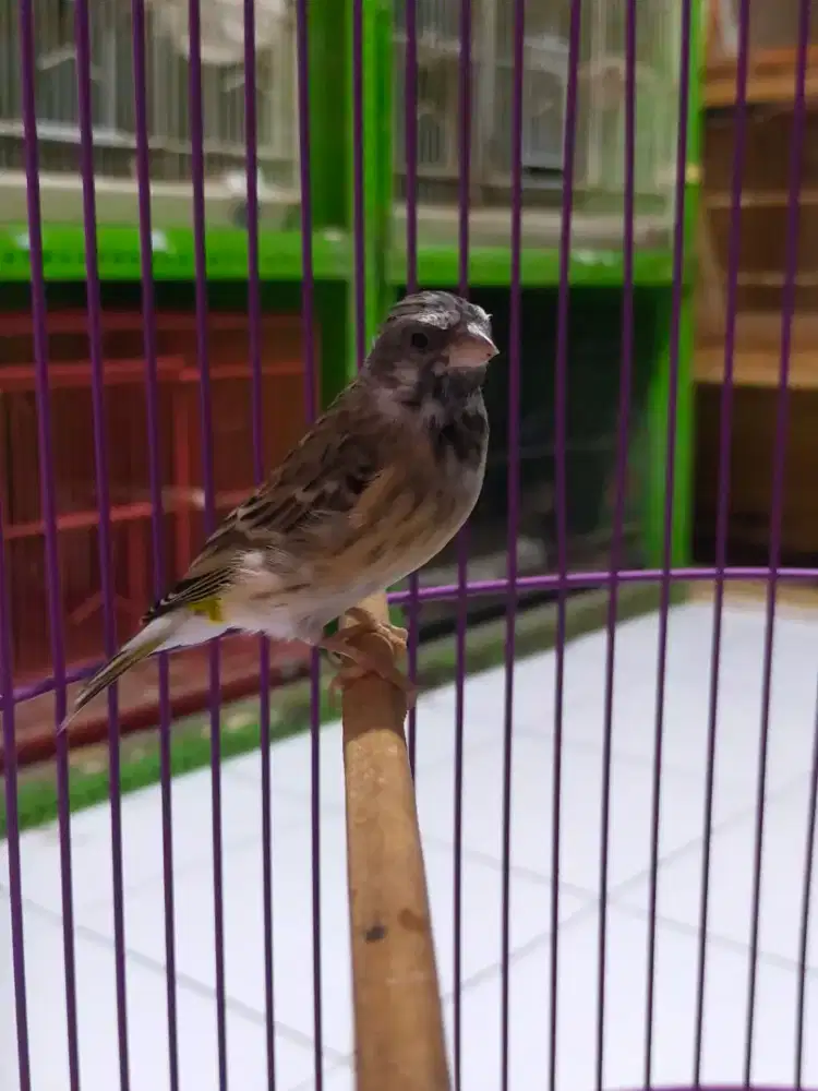 Burung blacktroat gacor buksay