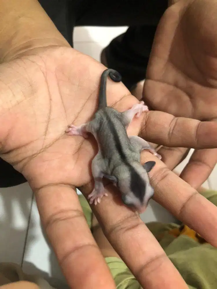 Joey sugar glider (BACA DESKRIPSI)
