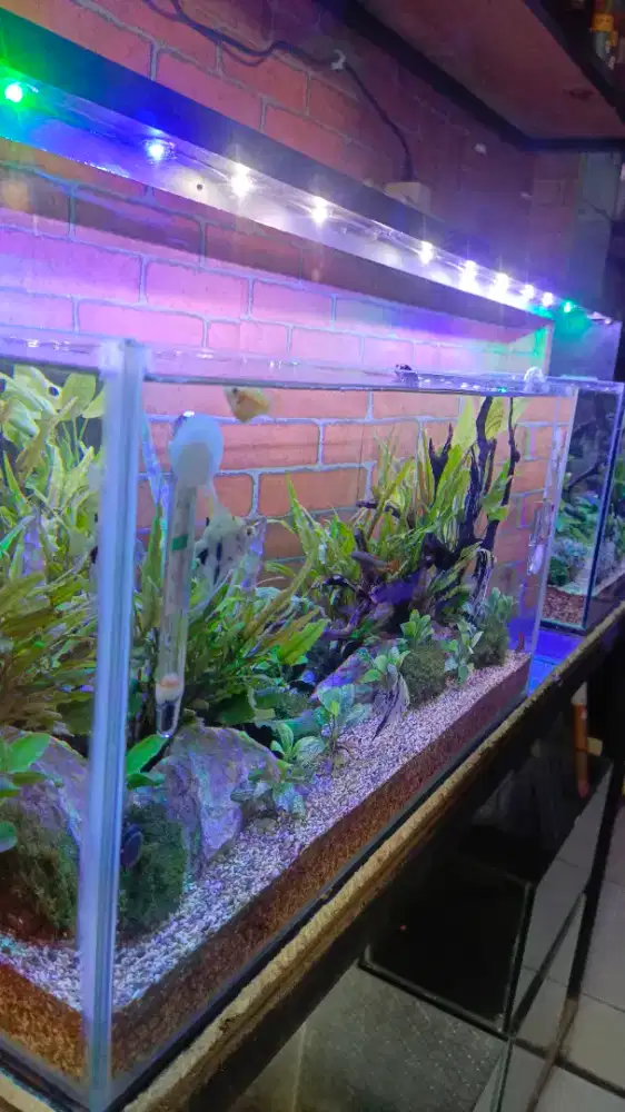 Aquarium aquascape 50x25x25 1sett model macan2