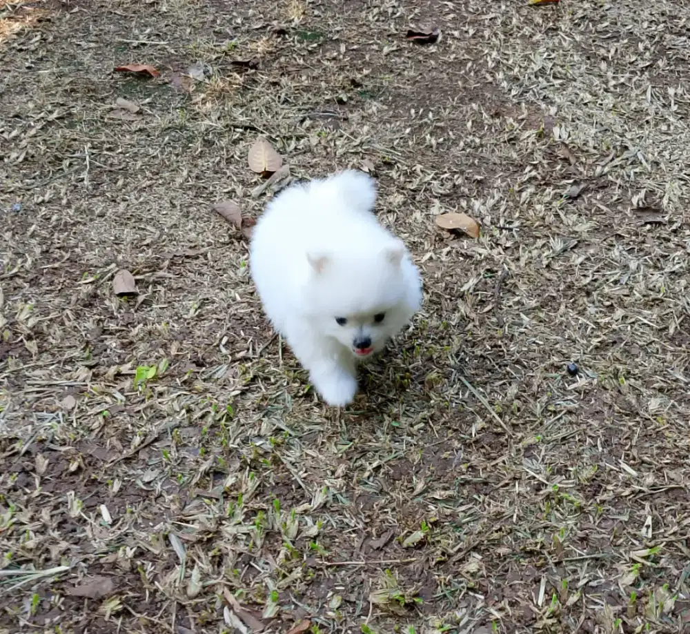 POMERIAN ASLI... Dan imut seperti boneka