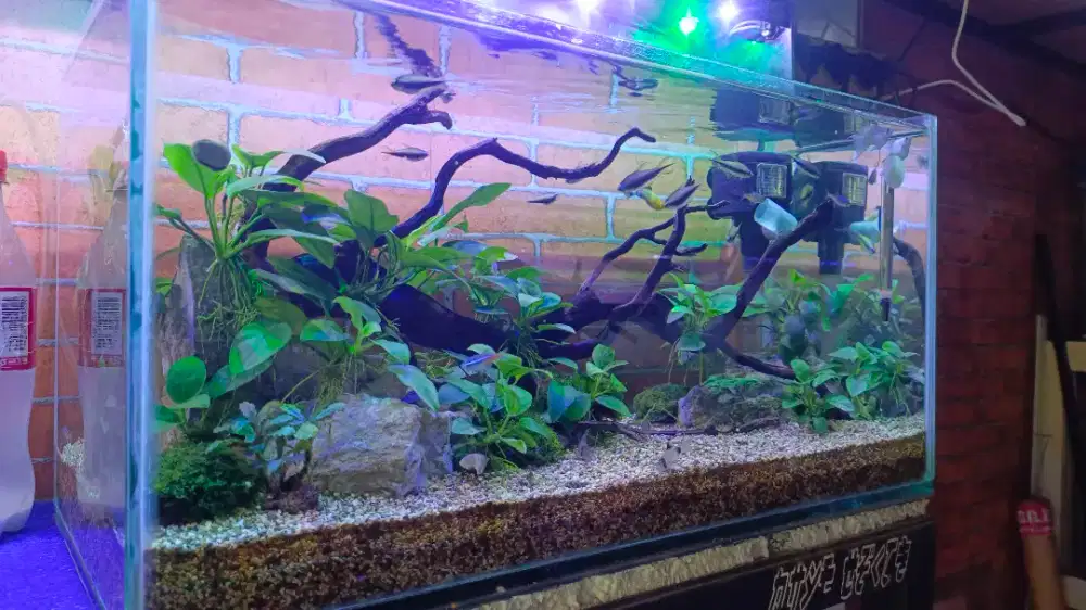 Aquarium aquascape 1 sett uk 50x25x25