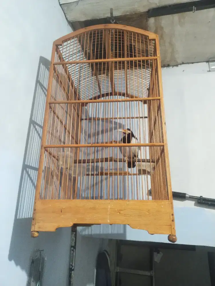 Jalak suren gacor
