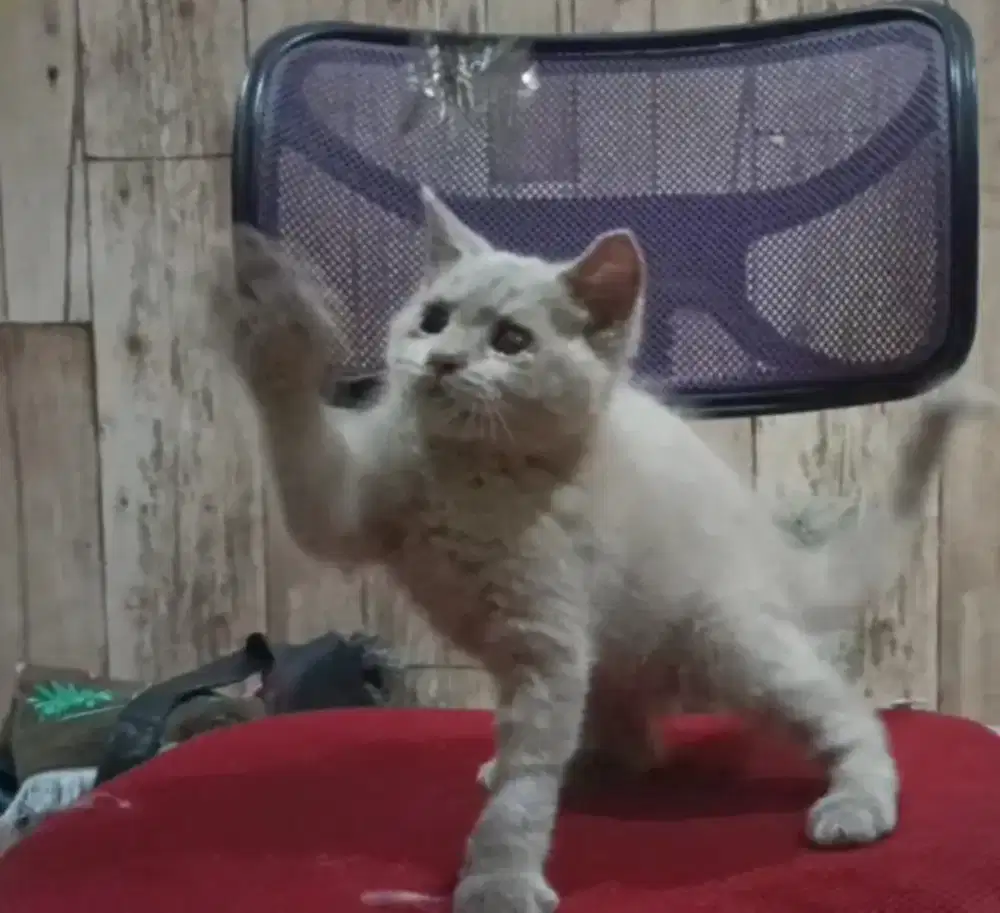 Bsh lilac jantan 3 bln