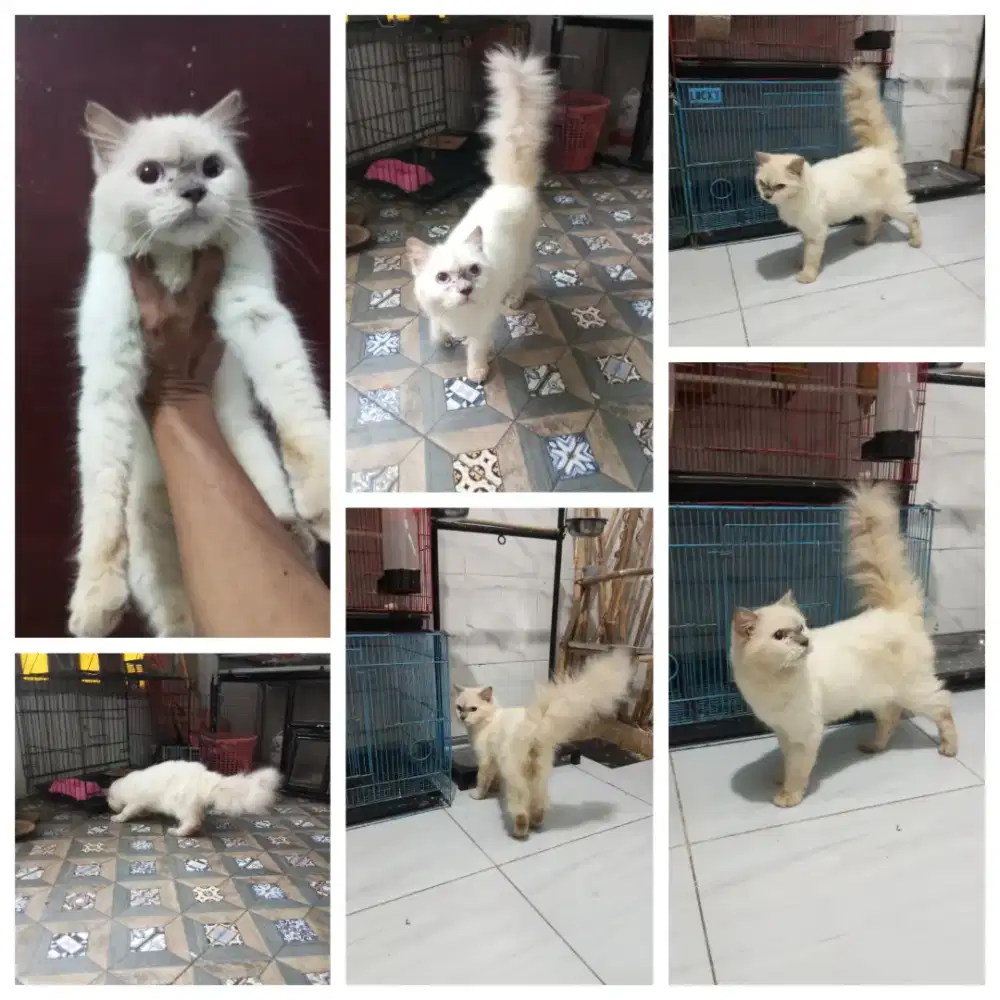 Kucing persia Himalaya jantan