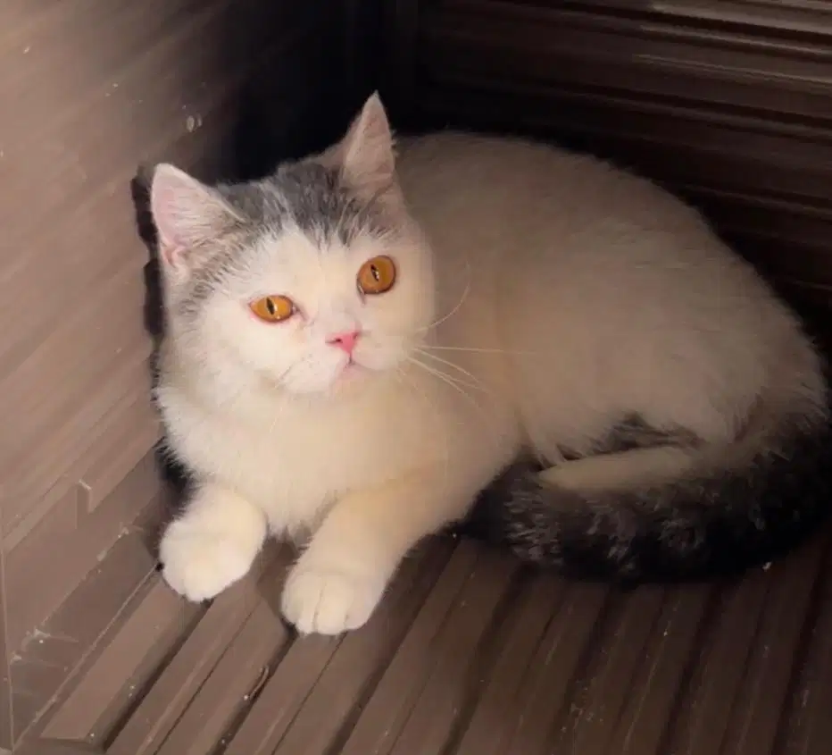 Kucing british shorthair bsh british short hair