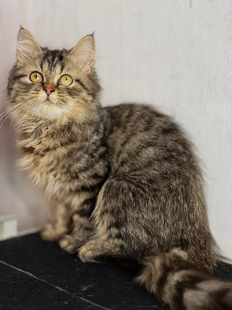 Kitten Persia 3 bulan Betina