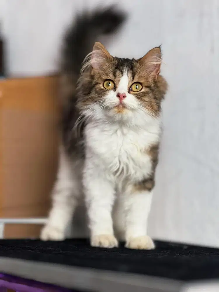 Kitten Persia 3 bulan Jantan