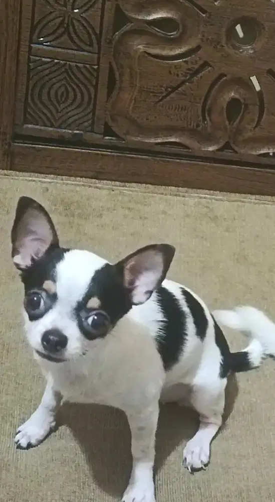 Available for Loving home