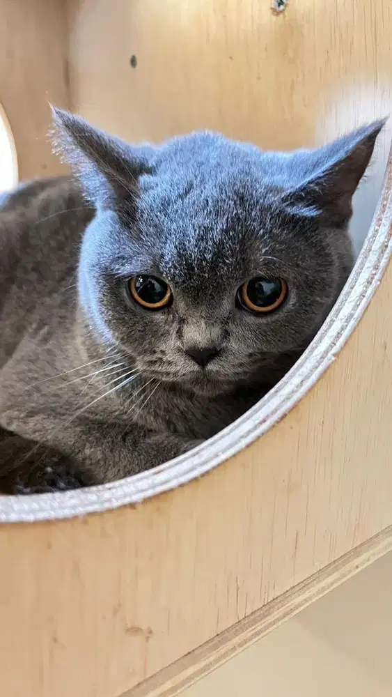Kucing british shorthair betina bsh british short hair