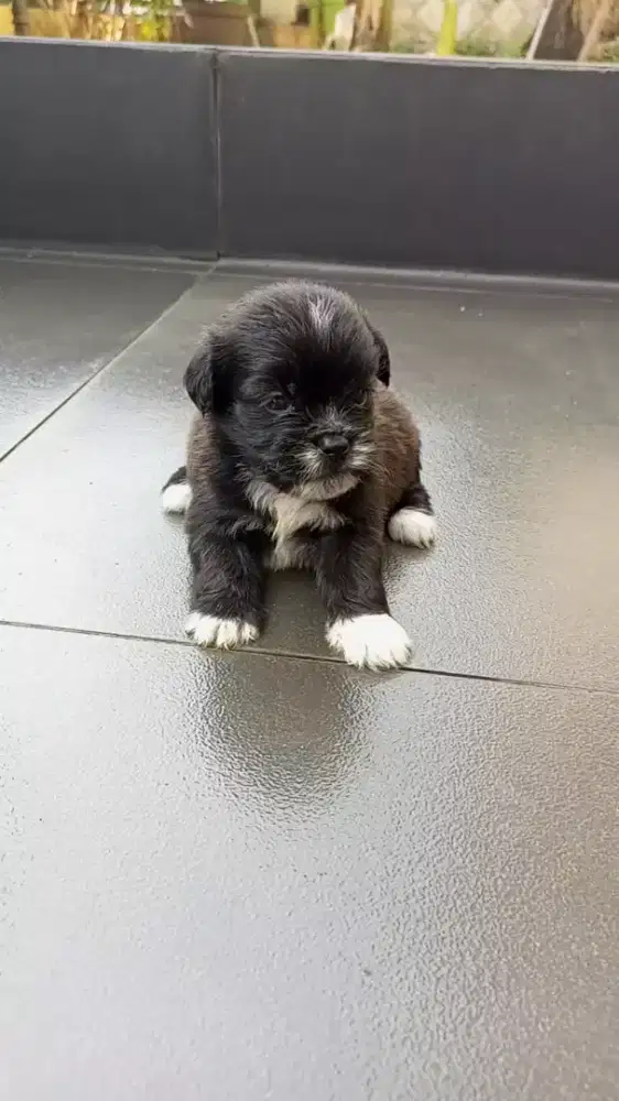 DIJUAL ANAK DOGI SHIPOM