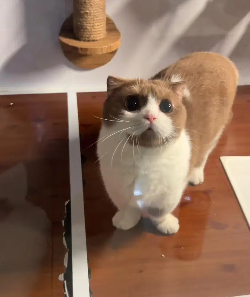 Kucing munchkin ped british shorthair bsh scottish fold