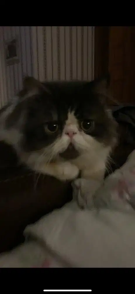 kucing persia peaknose jantan