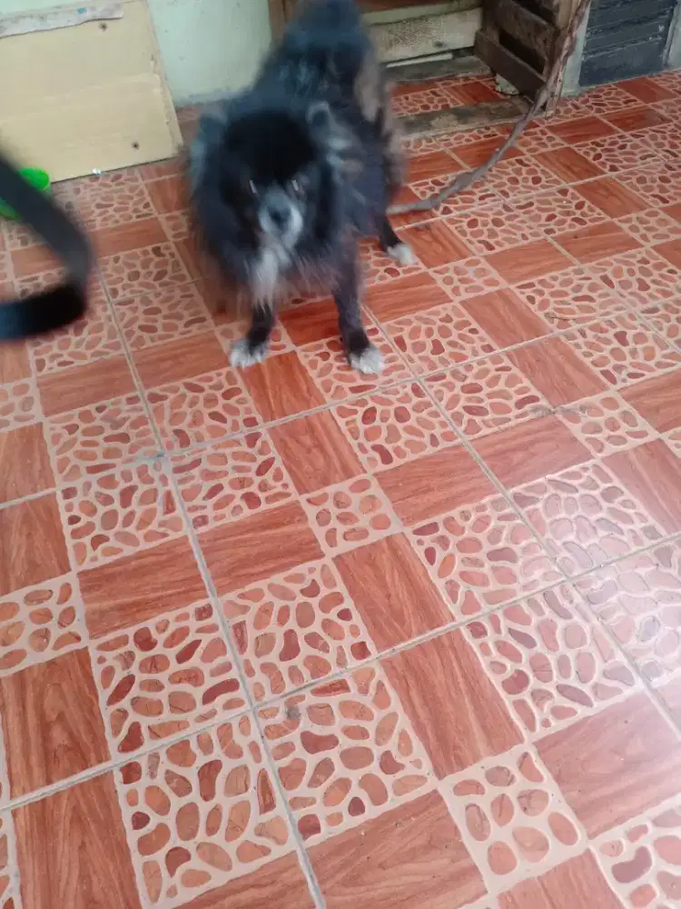 Open Adop jitsu