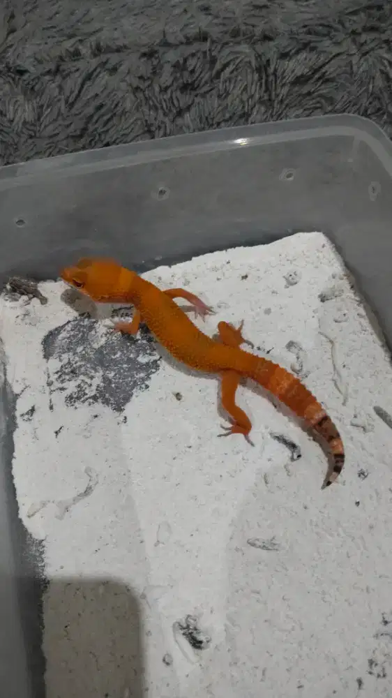 Gecko Sunglow Tomato Baby