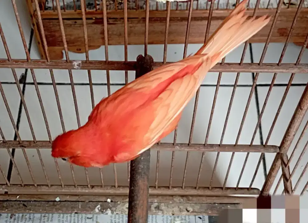 Kenari merlok ( merah lokal )
