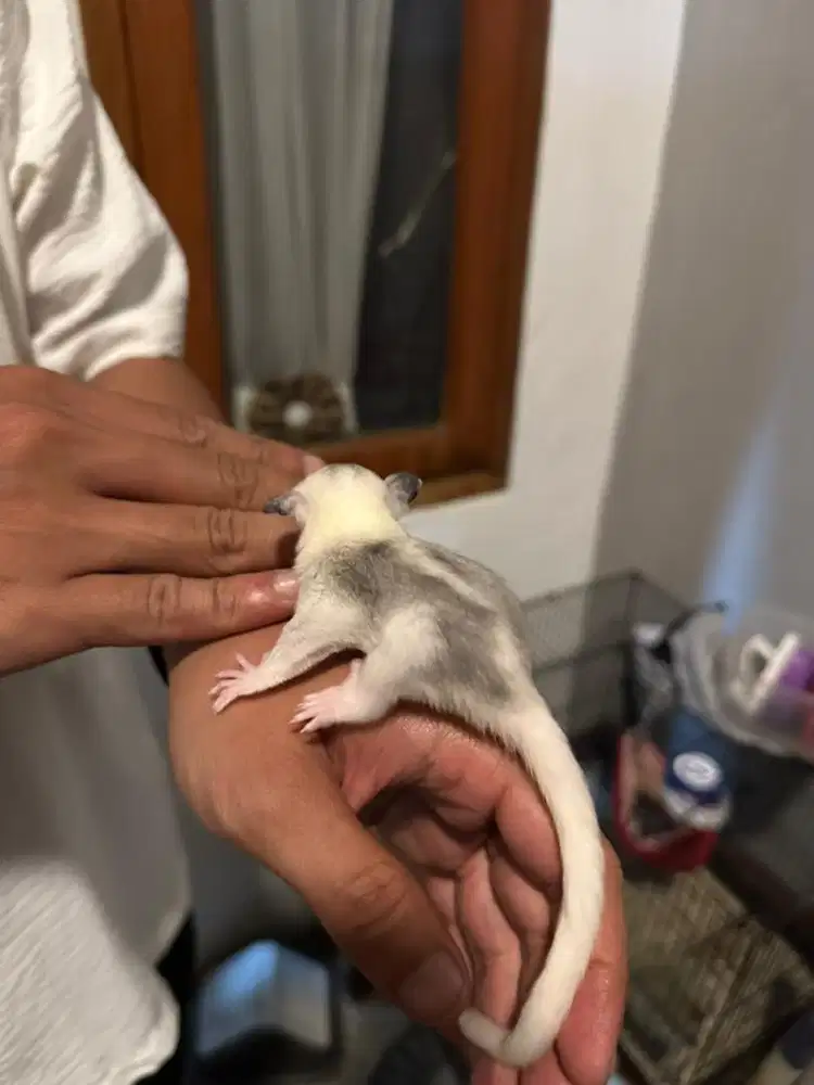 SUGAR GLIDER MOZAIK