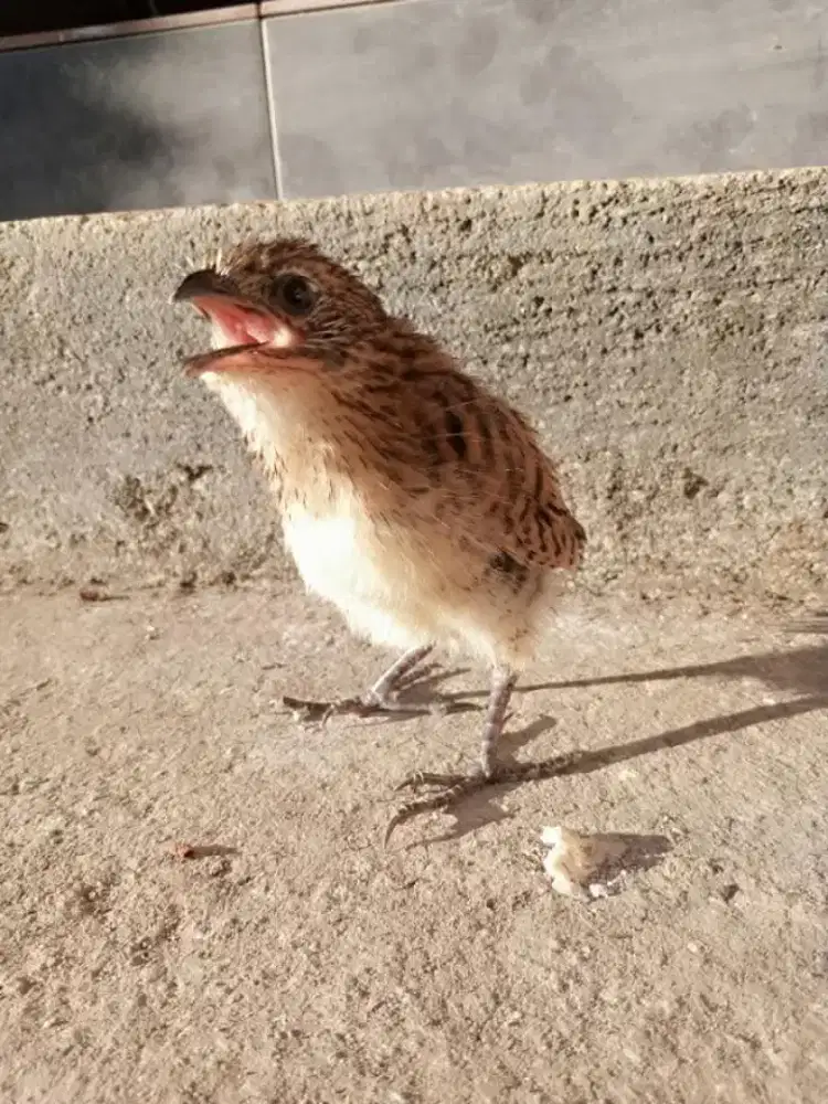 Anakan Burung Butbut alang-alang