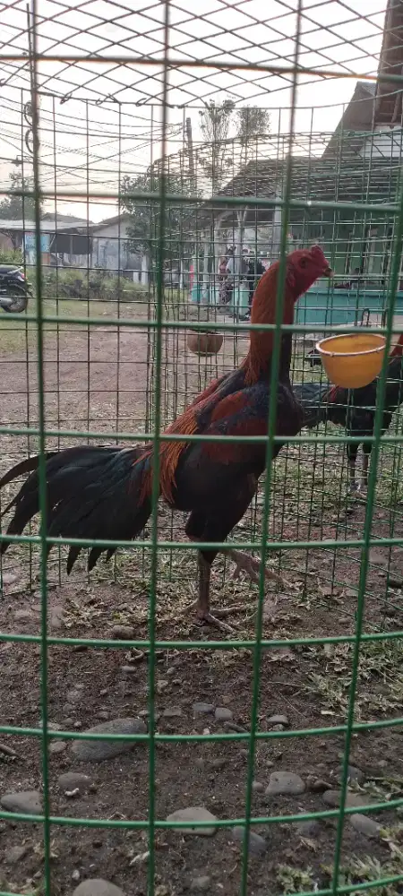 Ayam silangan mangon