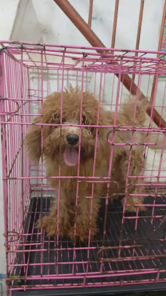 Indukan poodle 1,5 th