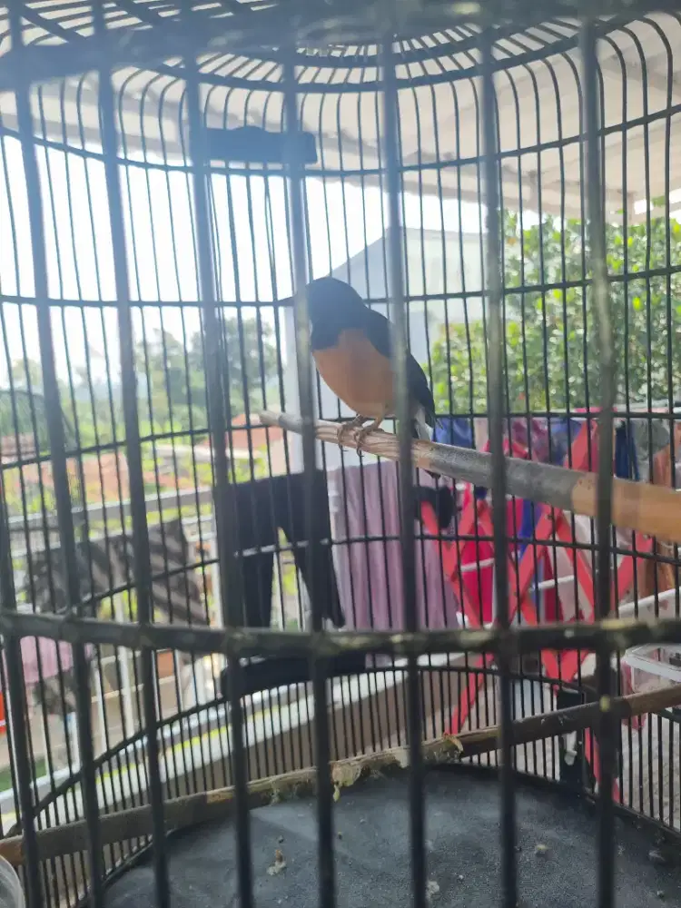 Borong burung murai dan kenari