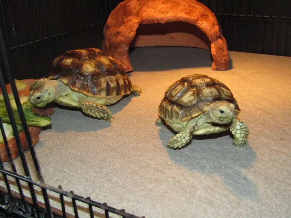 Kura kura Sulcata