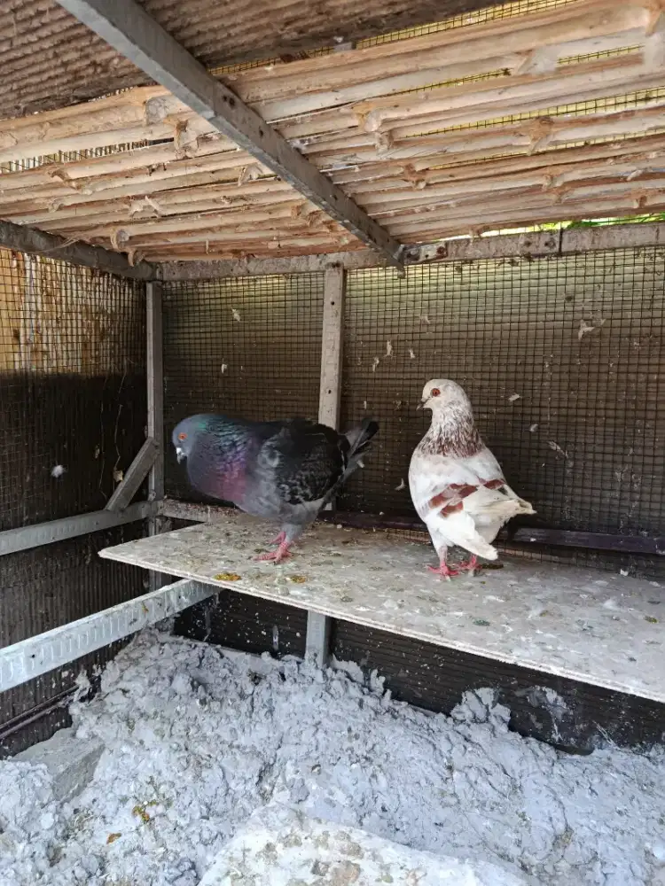 Jual burung merpati showking