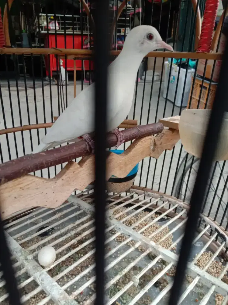 Perkutut putih kapas betina buang telur