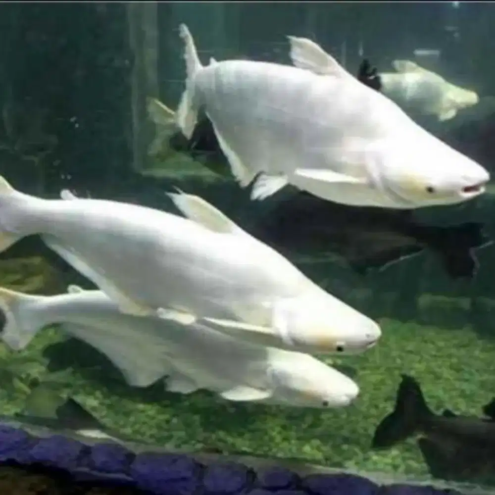 Ikan Patin putih