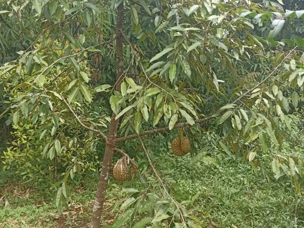 Jual tanah di sumedang 35rb/mtr ada villa, kebun durian dan mata air
