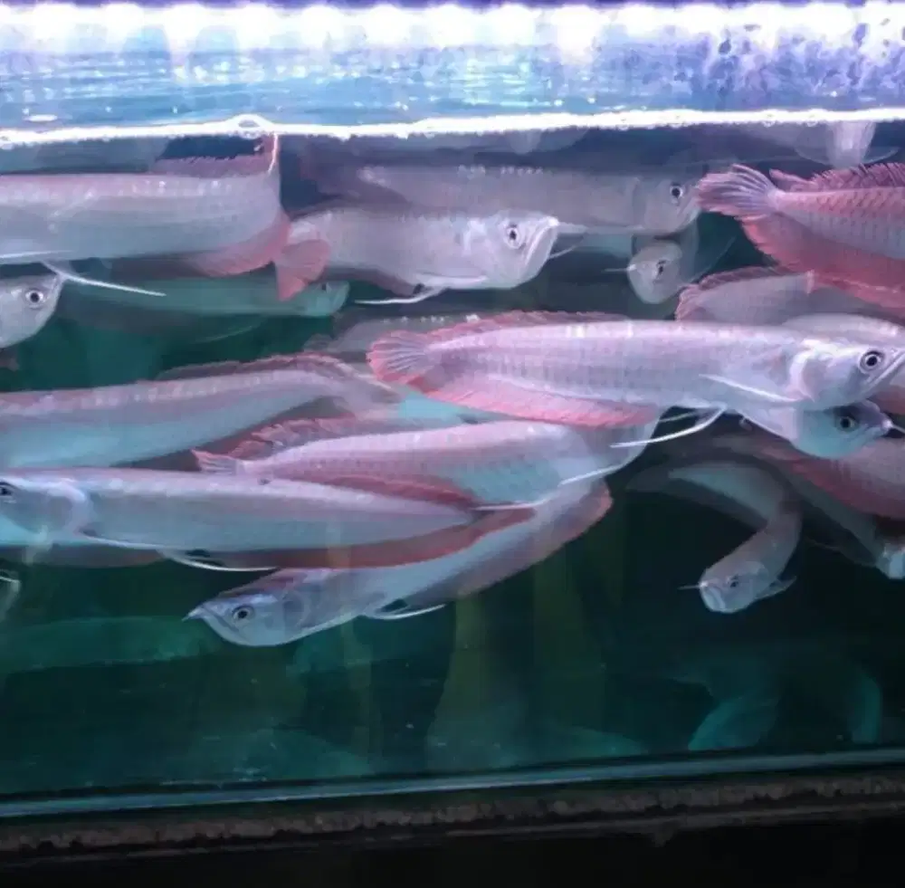 Ikan arwana silver red