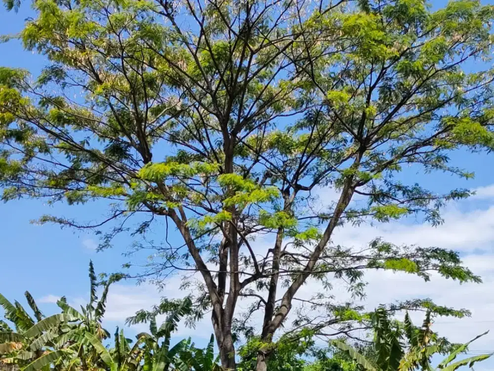 Dijual tanah mainroad jatihandap 2.5km dari jalan raya nasution